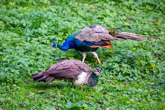 A pair of peacocks stand on the green grass on a bright sunny day. Animals, birds, ornitholo-gy, ecology.