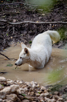A white wolf stands in a pit of water on a bright sunny day. Wildlife, mammals, predators.