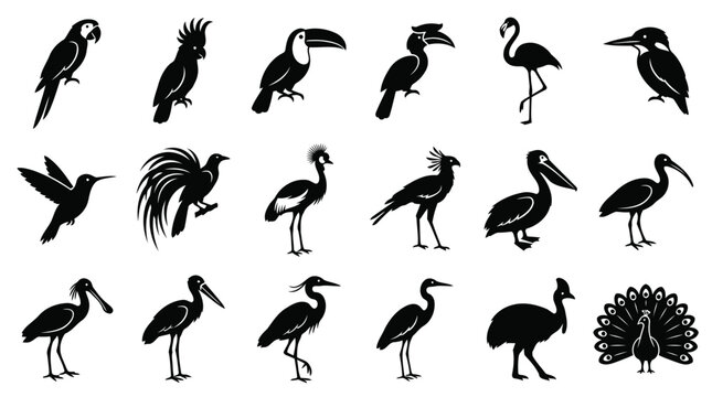 Exotic and tropical bird species silhouette collection including parrot hummingbird toucan pelican vector.
