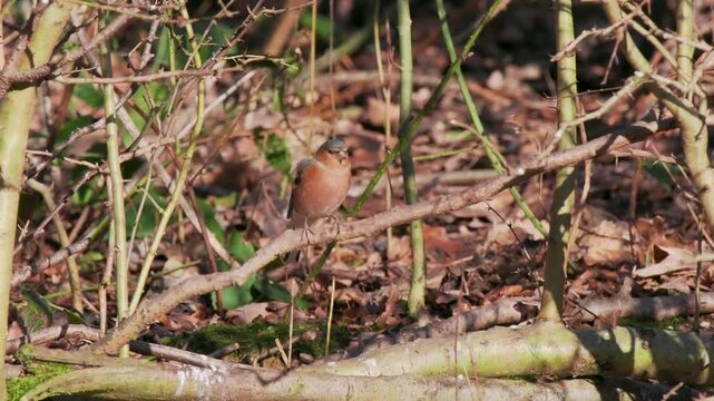 Chaffinch on a Tree Branch	