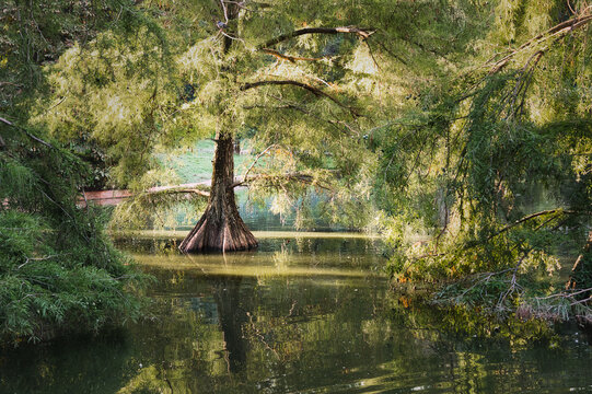 A bald cypress (Taxodium distichum) grows in the pond beside Madrid&rsquo;s Crystal Palace. Its flared trunk and delicate foliage are reflected in the water at Retiro Park.