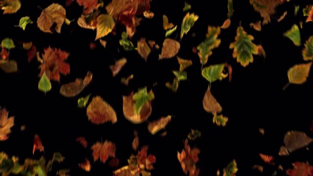 Autumn leaves falling down against a solid black background.