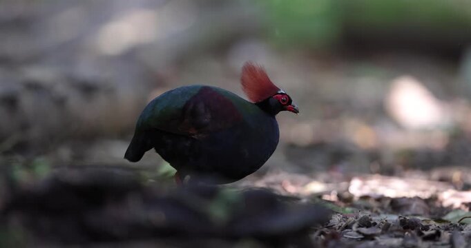 Crested Partridge (Rollulus rouloul) foraging on the forest floor. Native to Southeast Asia, it is noted for its red crest, iridescent plumage, and role as a seed disperser