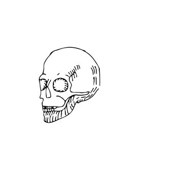 Simple sketch of human skull profile illustration