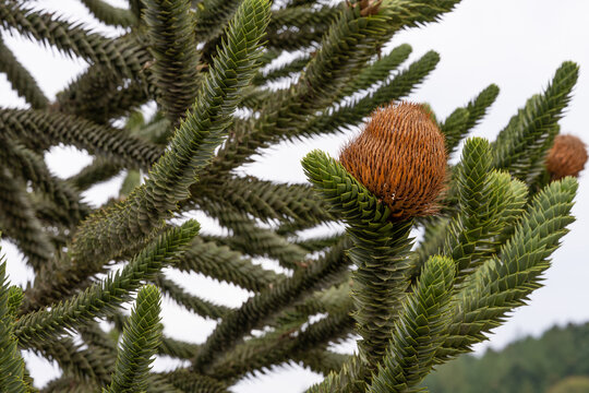 Close-up of a monkey puzzle tree with distinctive green branches and mature brown seed cones against an overcast sky, showcasing unique botanical texture and natural form