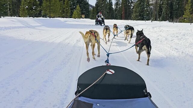 Colorado dog sled adventure from the passenger's view shows powerful huskies racing over packed snow, with blue tow lines, forest trails, alpine hills, and a guide on a clear winter day.