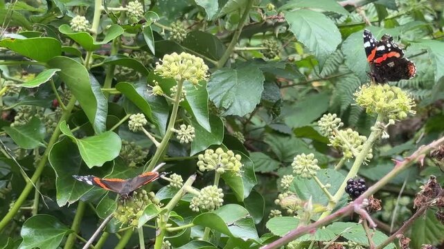 Fake Hornet overfly on Ivy plant macro close up view of insect on flower UK 4K