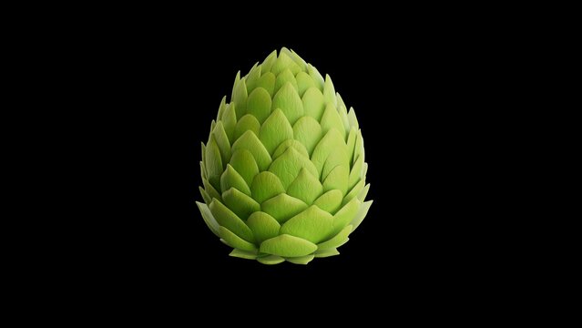 Fresh Green Hop Cone Isolated on Black Background