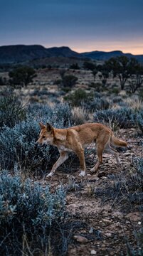 Wild Dingo Prowling Through Arid Australian Bush At Dawn