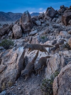 Wild Mongooses Navigating Sharp Dry Rocks at Dawn