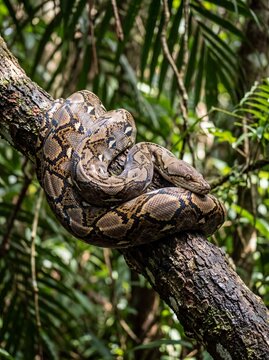 Reticulated Python Coiled Around a Thick Rainforest Branch
