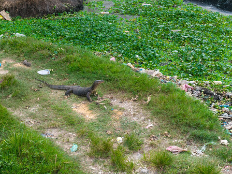 Aerial view of a monitor lizard resting on a grassy bank near a polluted area with scattered plastic waste in Bukit Tambun, Penang, Malaysia.