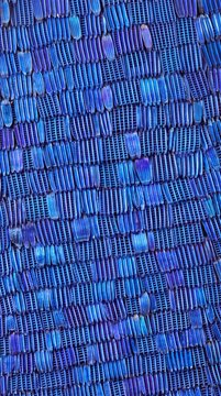 Microscopic view of iridescent blue morpho butterfly wing scales