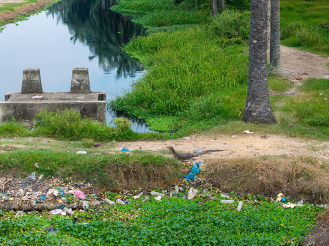 Aerial view of a monitor lizard crawling near a canal filled with plastic waste and lush green vegetation in Bukit Tambun, Penang, Malaysia.