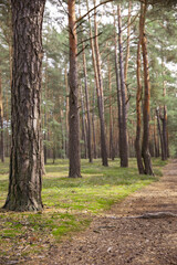 Fototapeta premium A quiet pine woodland with tall trunks and patches of sunlight filtering through the trees, creating a natural green forest environment with a peaceful atmosphere suitable for travel, hiking, ecology,