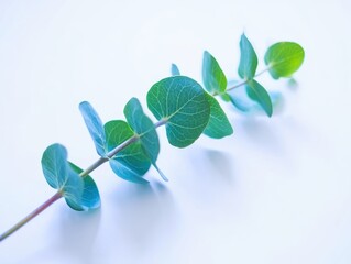 Fototapeta premium Eucalyptus Branch on White