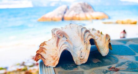 Close-up of a large seashell against the backdrop of a tropical beach with turquoise water and cliffs. Themes of leisure, tourism, travel, and the sea. © Vera