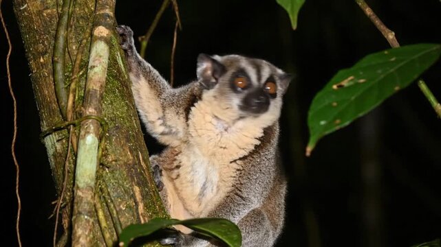 A wild nocturnal slow loris climbing a tree in its natural habitat in the dense forest during night