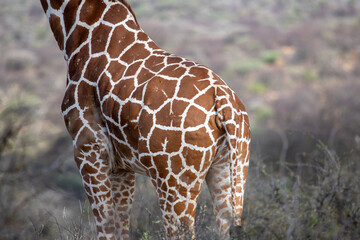 reticulated giraffe © tomjunek.com