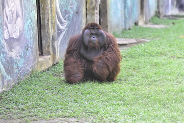 The natural habitat of orangutans is the tropical rainforests of Borneo and Sumatra, where they spend most of their time in the trees (arboreal). © Ainur