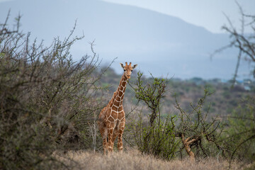 reticulated giraffe © tomjunek.com