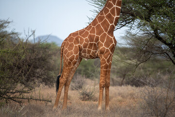 reticulated giraffe © tomjunek.com