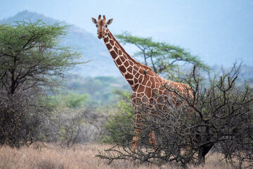 reticulated giraffe © tomjunek.com