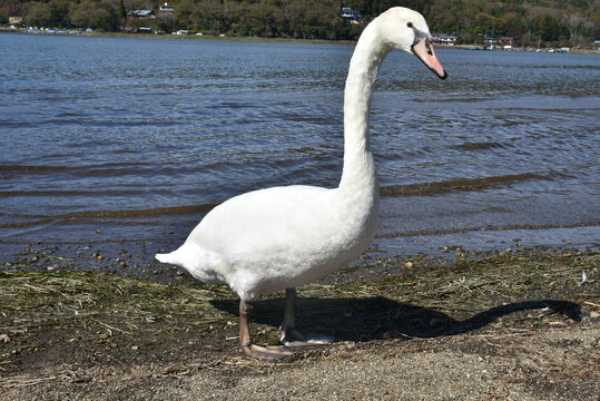 澄んだ青い湖を背景に砂浜に立つ一羽の白鳥