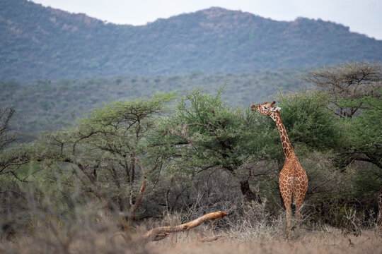 reticulated giraffe