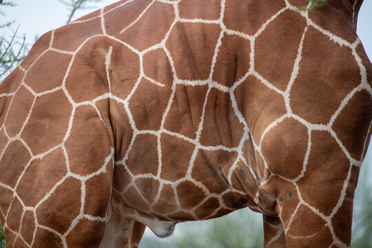 reticulated giraffe