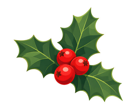 Christmas Holly Leaves and Red Berries Isolated on White Background