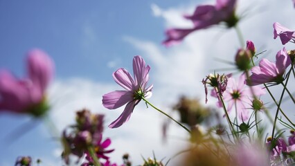 Obraz premium pink and purple cosmos flowers against blue sky