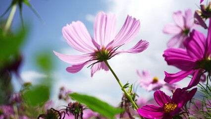 Obraz premium close up of pink cosmos flowers against blue sky