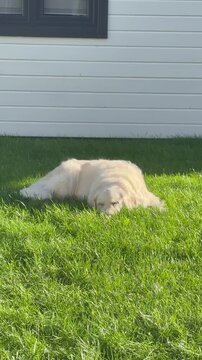 white dog on the farm