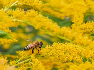 Bee gathers nectar from yellow flowers in a sunlit meadow. Macro nature scene shows pollination and seasonal wildflower detail. Image supports ecology © Maria Moroz