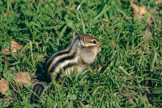 Cute Siberian chipmunk eating in green grass