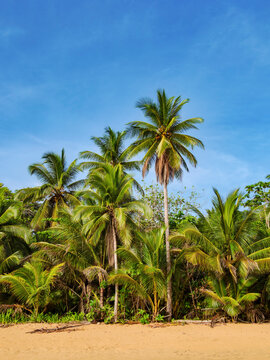 Bluff Beach, Colon Island, Bocas del Toro Province, Panama