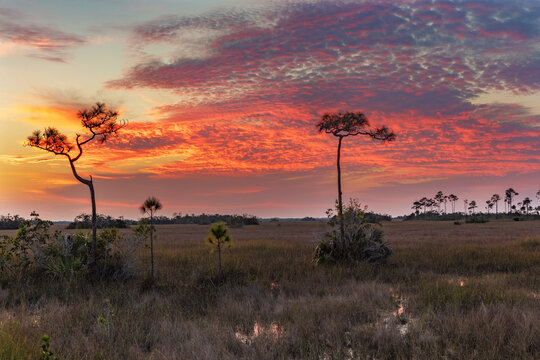 Sunset clouds over sawgrass wetlands in Everglades National Park, Florida, USA.