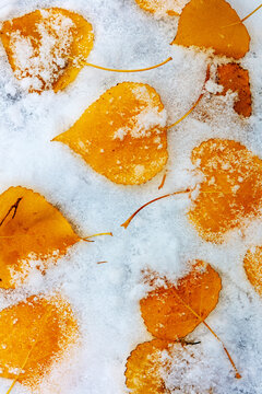 Fallen aspen leaves in fresh snow in Waterton Lakes National Park, Alberta, Canada