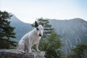 Fototapeta premium White Bull Terrier standing on an old stone wall with pine trees and rugged mountains in the background