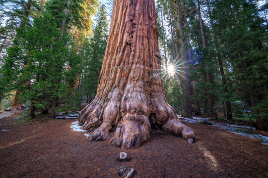Giant Sequoia tree, Big trees trail, Giant Forest, Sequoia National Park, California, USA