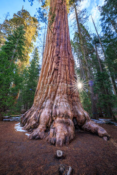 Giant Sequoia tree, Big trees trail, Giant Forest, Sequoia National Park, California, USA