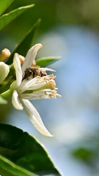 Close-up of a bee collecting pollen from white orange blossoms in spring. Biological agriculture. Environmental protection and biodiversity. Footage.