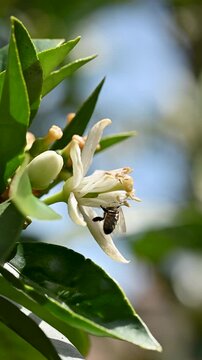Close-up of a bee collecting pollen from white orange blossoms in spring. Biological agriculture. Environmental protection and biodiversity. Footage.