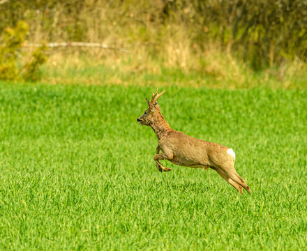western or European roe deer buck (Capreolus capreolus) running