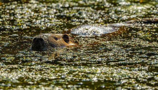 nutria or coypu (Myocastor coypus) swimming in green water