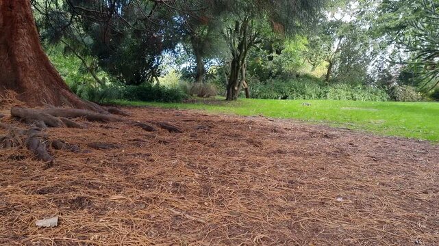 Squirrels foraging on a green lawn among pine trees and fallen pine needles in a botanical garden