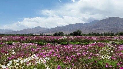 Obraz premium Pink and white cosmos flowers blooming in a vast field with distant mountains