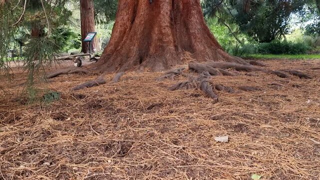 Squirrel eating a nut on exposed tree roots in a botanical garden with conifers and green lawn