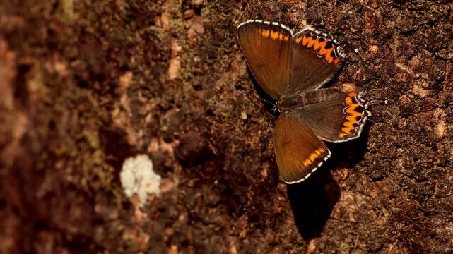 Closeup video of a sorrel sapphire butterfly (Heliophorus sena) naturally resting and spreading its wings on tree bark during summer in Himachal Pradesh, India.
